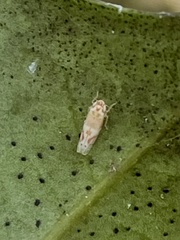 Eratoneura osborni