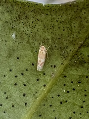 Eratoneura osborni