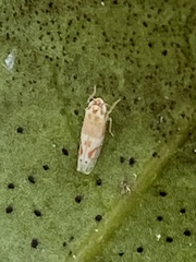 Eratoneura osborni