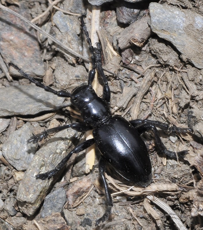 Iberodorcadion lorquinii