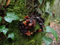 Phaeotremella frondosa