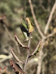 Rhamnus pilosa