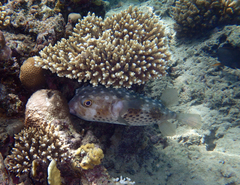 Cyclichthys spilostylus