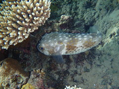 Cyclichthys spilostylus