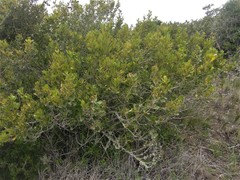 Searsia laevigata