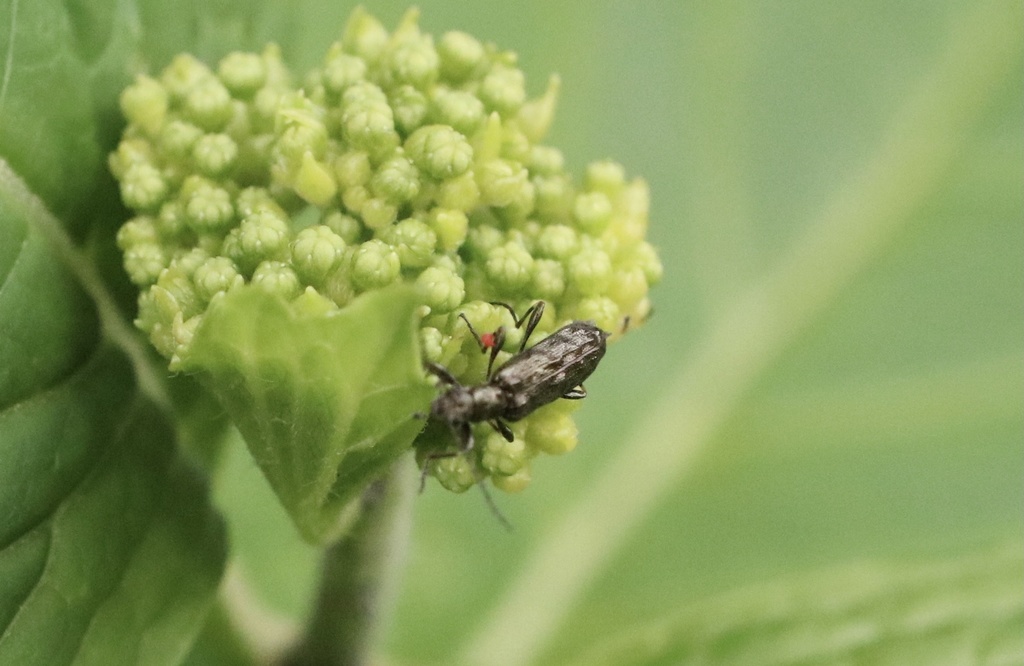 Trachelostenus