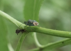 Ditomotarsus punctiventris