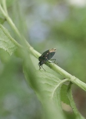 Ditomotarsus punctiventris