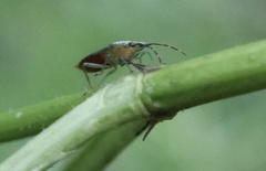 Ditomotarsus punctiventris