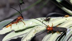 Oberea erythrocephala