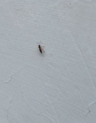 Diplazon laetatorius