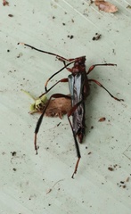 Planopus laniniensis