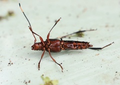 Planopus laniniensis