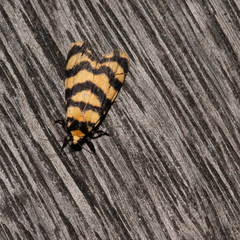 Scaptesyle equidistans