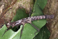Creoxylus
