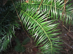 Cunninghamia