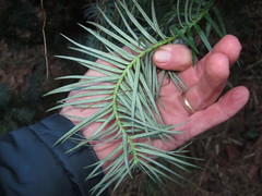Cunninghamia