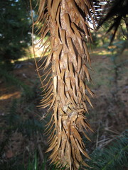 Cunninghamia