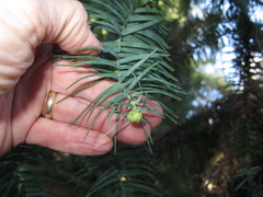 Cunninghamia