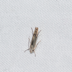 Thiotricha atractodes