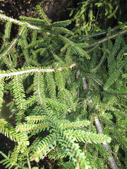 Picea orientalis