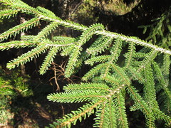 Picea orientalis