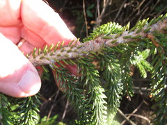Picea orientalis