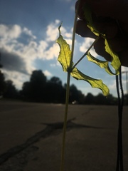 Potamogeton richardsonii