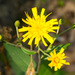 Hieracium umbellatum - Photo (c) thesnaguy, μερικά δικαιώματα διατηρούνται (CC BY-NC-SA), uploaded by thesnaguy