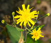 Canada Hawkweed - Photo (c) thesnaguy, some rights reserved (CC BY-NC-SA), uploaded by thesnaguy