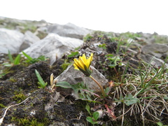 Taraxacum scopulorum