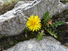 Taraxacum scopulorum