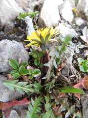 Taraxacum scopulorum