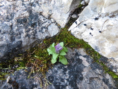 Gentianella propinqua