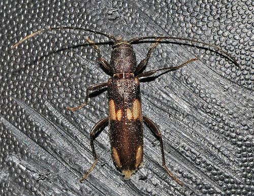 Penichroa fasciata