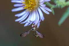 Victoriana attenuata