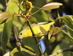 Euphonia imitans