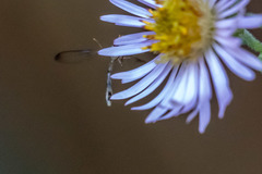 Victoriana attenuata
