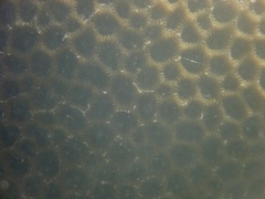 Coelastrea aspera