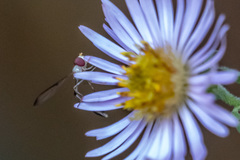Victoriana attenuata