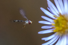 Victoriana attenuata
