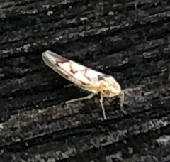 Zygina flammigera