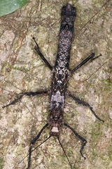 Creoxylus