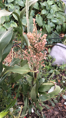 Sorghum bicolor