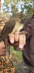 Turdus grayi