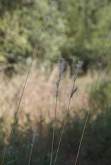 Bothriochloa torreyana