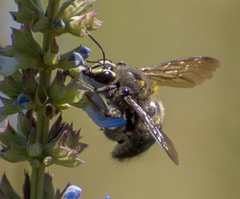 Xylocopa artifex