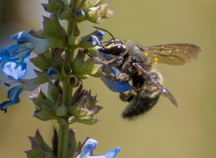 Xylocopa artifex