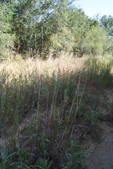 Bothriochloa torreyana