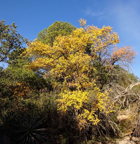 Fraxinus velutina
